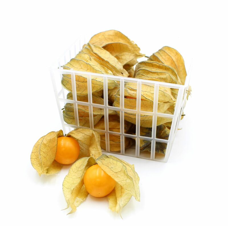 Physalis