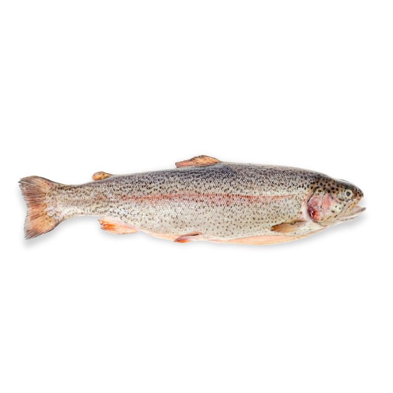 Pstruh dúhový pitvaný chladený cca 400g Agro Frost